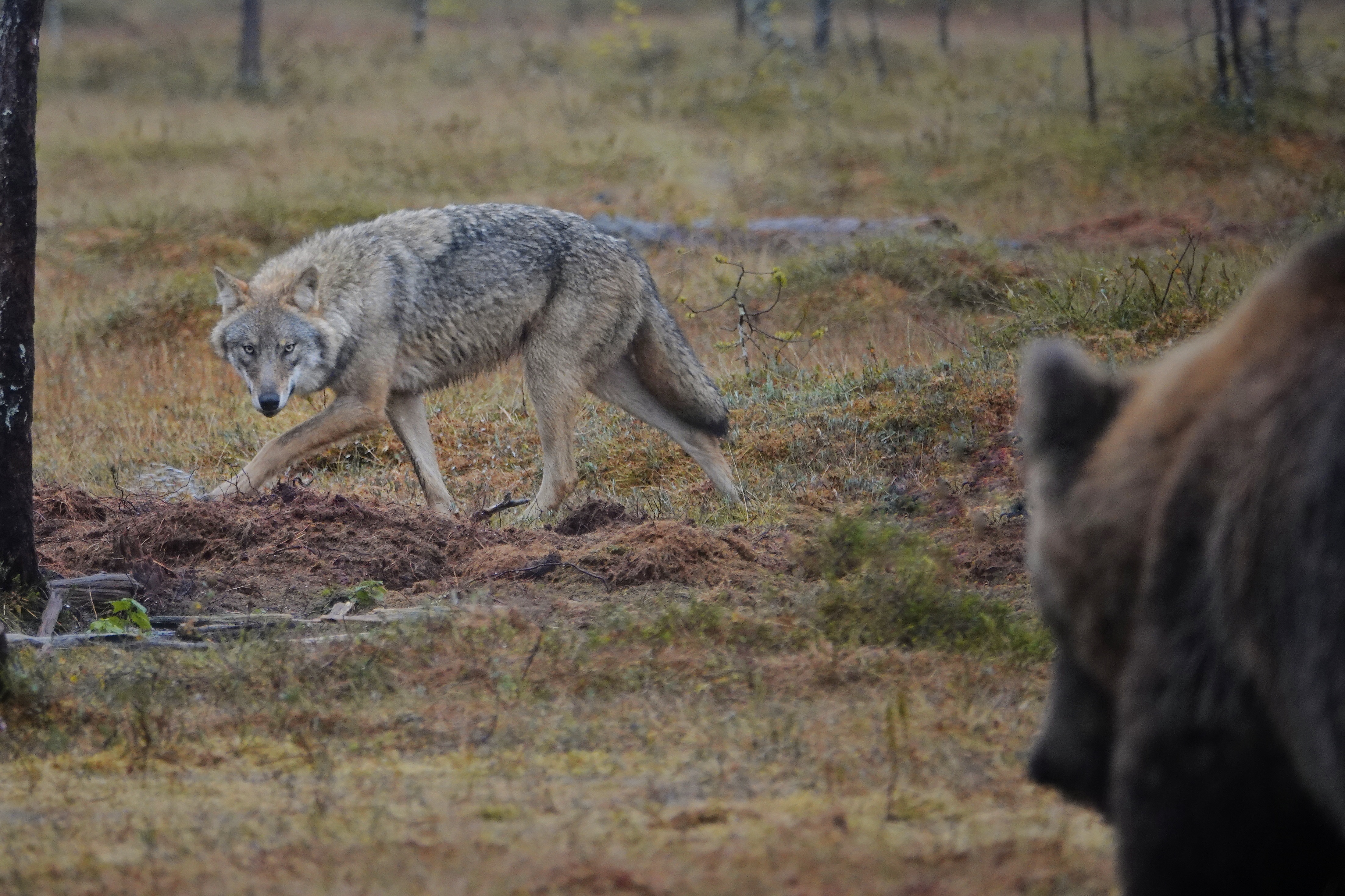 Loup observé depuis l'affût